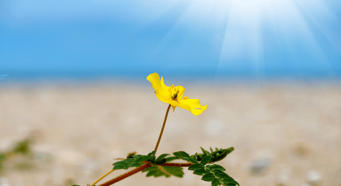 הכירו את תוסף הפלא "טריבולוס"
