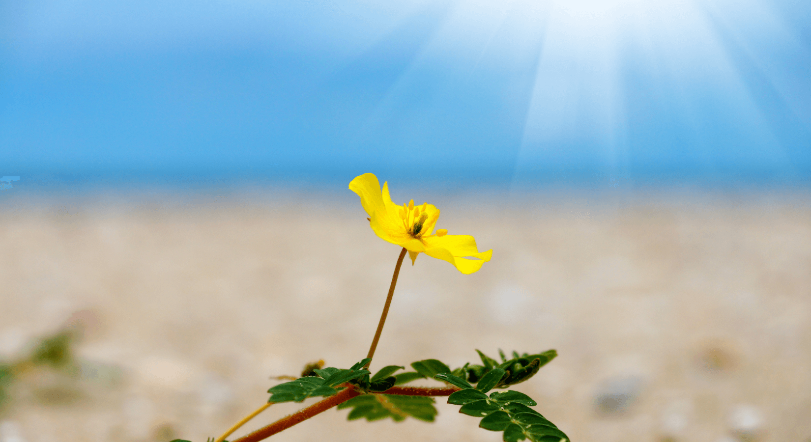 הכירו את תוסף הפלא "טריבולוס"